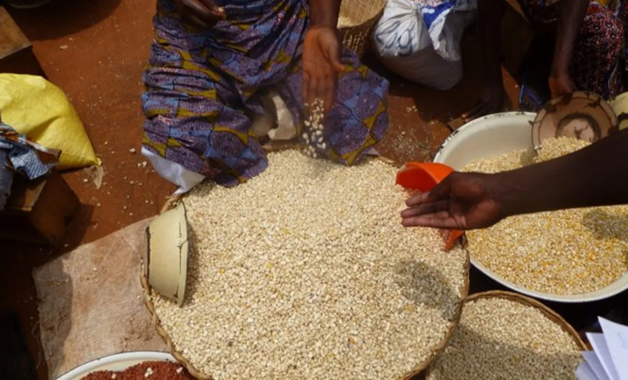 Bénin : Le prix du maïs en baisse pour le cinquième mois consécutif (3)