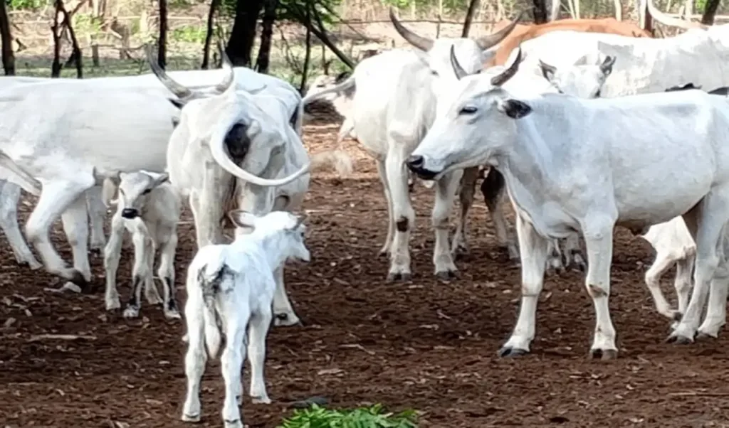 Valeur Troc au Bénin : Un Bœuf Échangée contre 15 Sacs de Maïs de 100 kg