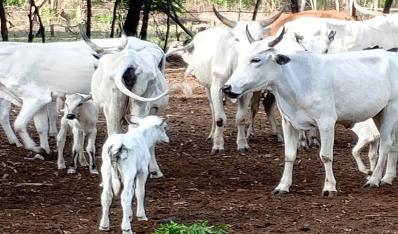 Valeur Troc au Bénin : Un Bœuf Échangée contre 15 Sacs de Maïs de 100 kg( 3)